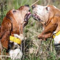 Бассеты Гоша и Ника в добрые руки, в Москве
