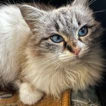 Кошечка в добрые руки, в Краснодаре