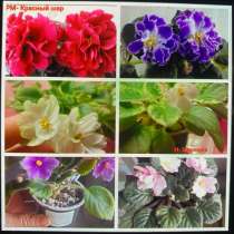 Сортовые фиалки, в Майкопе