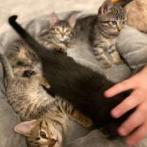 Отдам, в Москве