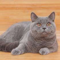 Элитный кот британской породы, в г.Сумы