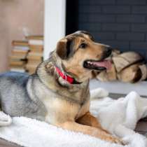 Муся - собака с идеальным характером ждёт свою семью, в Москве