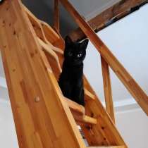 Бурманский кот Алекс окраса черный бриллиант ищет дом, в Москве