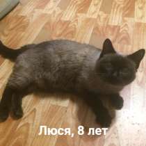 Кошка ищет дом, в Томске