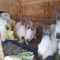 Кролики, в Барнауле