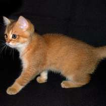 Золотые котята, в Санкт-Петербурге