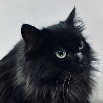 Роскошная пушистая черная кошечка Черника в дар, в Москве