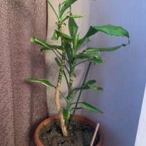 Цветы комнатные, в Новосибирске