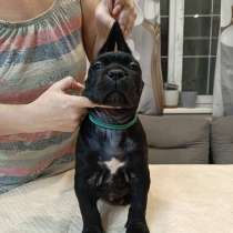 Кане-корсо щенки, в Жуковском