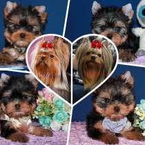 Щенки Йорков. Два мальчика и три девочки, в Москве