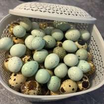 Яйцо перепелиное столовое, в Майкопе