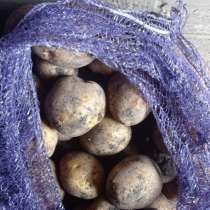 Домашний картофель, в Пензе
