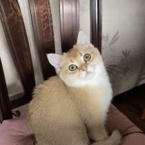 Британский котенок золотая шиншилла, в Москве