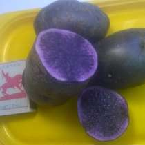 Фиолетовый картофель продам, в Красноярске