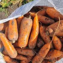 Вкусная морковь сортотипа Шантоне от поставщика, в Барнауле