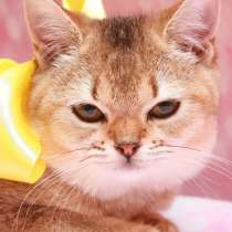 Шилопопые котята, в Москве