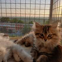 Котята, в г.Бендеры