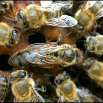 Продам пчелопакеты, в Краснодаре