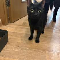 Отдам в добрые руки, в Санкт-Петербурге