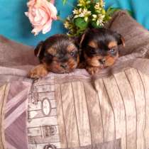 Мини девочки йорки, в Москве