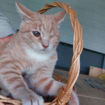 Рыжий котенок по имени Лучик, ищет своего человека и дом!, в Одинцово