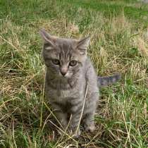 Маленький котёнок, мальчик, в Набережных Челнах
