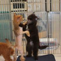 Китайская хохлатая собака, в Москве