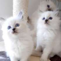 Чистокровные Девочки Рэгдолл, в Уфе