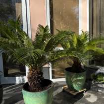Цикас &laquo;Пальма саговая&raquo;, в Москве