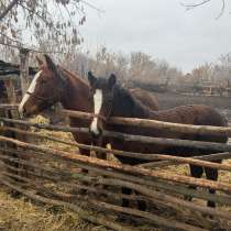 Продается лошадь с жеребенком, в Саратове