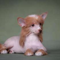 Голая девочка КХС, в Москве