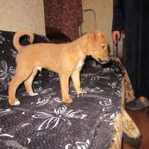 Ирландский терьер, в Москве