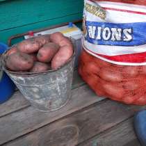 Картофель домашний, в Тюмени