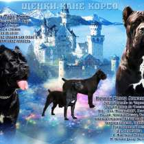 Щенки Кане Корсо д. р. 17.02.18, в Санкт-Петербурге