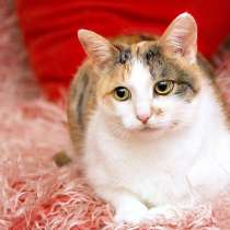 Три цвета счастья кошечка Милана в дар!, в Москве