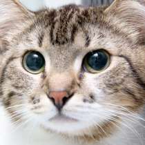 Кошечка Киана ищет дом, в Москве