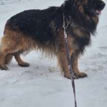 Щеноки немецкой овчарки, в г.Гомель