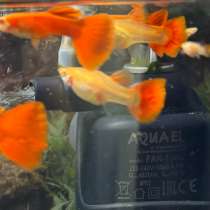 Full red Красные гуппи, в Москве