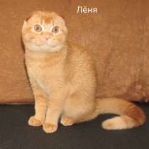 Шотландские котята из питомника, в Санкт-Петербурге
