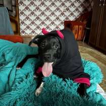 Щенок в добрые руки, в Рязани