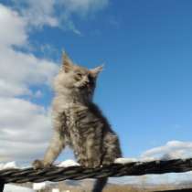 котята мейн-куны, в Челябинске