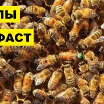 Продам пчелосемьи, в г.Луганск