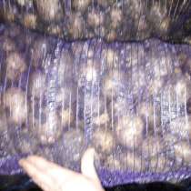 Картофель опт. от 20 тонн. в сети картофель родриго калибр, в Краснодаре