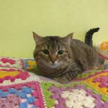 Милашка киса Милана в хорошие руки, в Москве