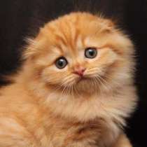 Лиловые кошечки и котик, в Санкт-Петербурге