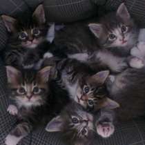 Малыши мейн-кун, питомник, в Санкт-Петербурге