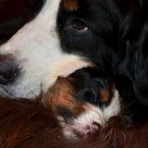 Щенки бернского зенненхунда из питомника, в Москве