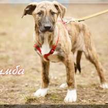 Симба в дар, необыкновенно красив, в Москве