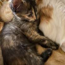 Отдам котенка в добрые, заботливые руки, в Москве