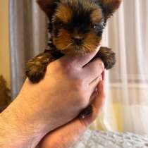 Йоркширский терьер, в Мурманске